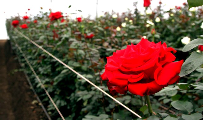 Pedro Moncayo.- Alrededor de 100mil rosas serán utilizadas para los arreglos florales de la visita Papa. | Foto: Alex Godoy R / ImbaburaHoy