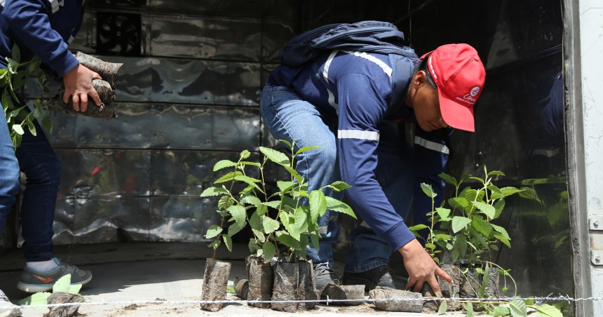 reforestacion